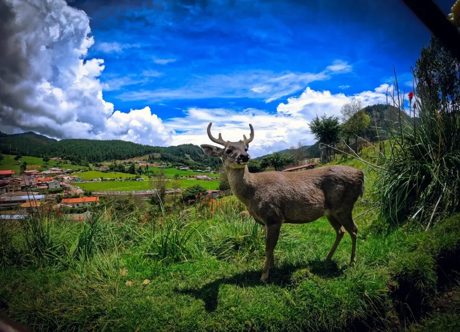Baños del Inca